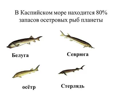 Какие рыбы осетровые