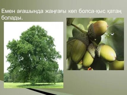 тілігі бар трусики қыздар