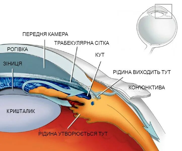 Передняя камера глаза. Передняя и задняя камеры глаза. Задняя камера глаза расположена. Передняя камера глаза где находится.