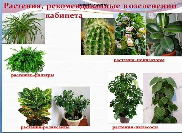 Какие цветы лучше всего подойдут для школьного кабинета Заботы дачника: сад, ого