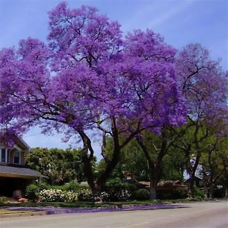 Species Foxglove-Tree (Paulownia tomentosa (Thunb.) Siebold & Zucc.