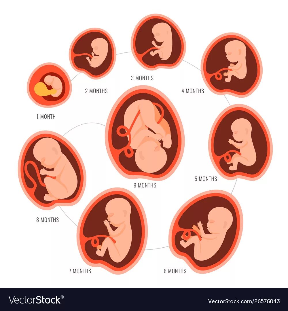 Как выглядит эмбрион человека в 3 месяца. Зародыш ребёнка по месецам. Зародыш ребенка по месяцам.