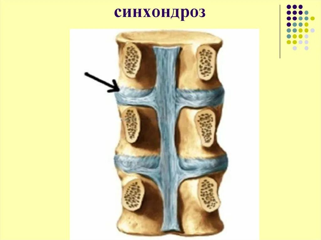 Волокнистый синхондроз. Соединение костей скелета синхондроз. Хрящевые синхондрозы. Синхондроз межпозвоночные хрящевые диски.