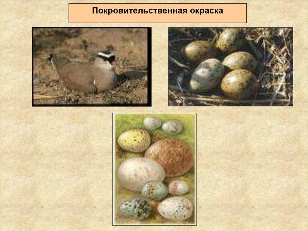 Возникновение покровительственной окраски у куропатки можно объяснить