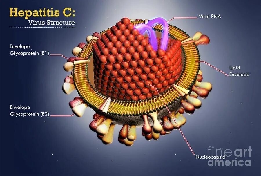 Строение вируса гепатита c. Структура вируса гепатита c. Вирусный гепатит в строение. Структура вируса гепатита в.