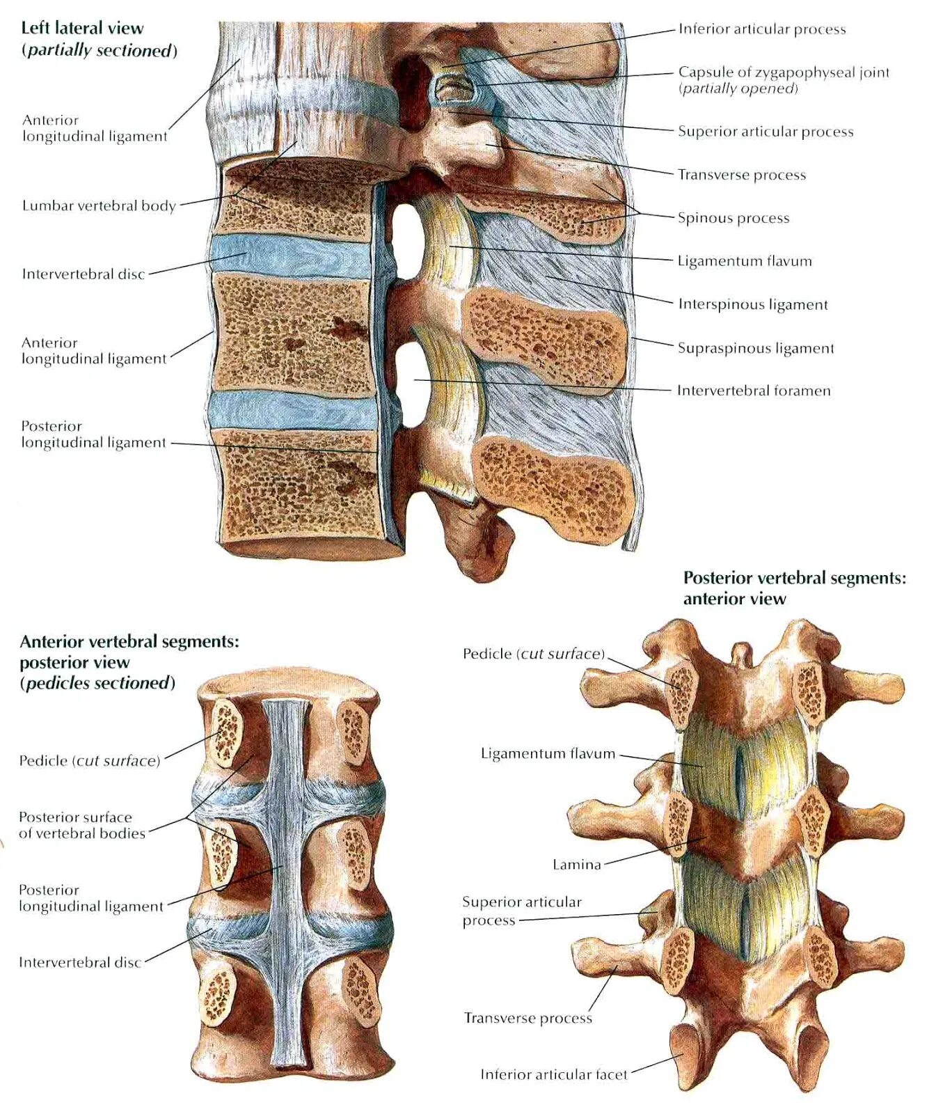 Задние столбы спинного. Связочный аппарат позвоночника анатомия. Анатомия костей поясничного отдела позвоночника. Анатомия связок поясничного отдела позвоночника. Суставы позвоночного столба анатомия.