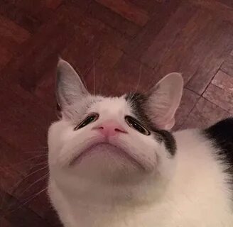 Cursed cat