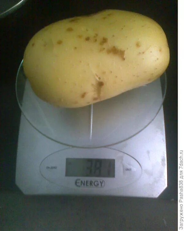 Вес 1 картофеля. Самый большой сорт картошки. Вес одной картошки. Вес одного картофеля. Самые крупные сорта картофеля.