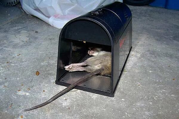 Крысоловка Victor Electronic rat Trap. Крысоловка клетка ЛОВУШКА для крыс. Крысоловка rat Trap п-1. Крысоловка Electric rat Trap OWLTRA, erz50.
