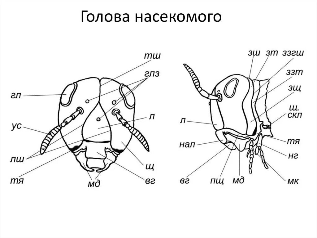 Тип головы насекомых. Строение ротового аппарата майского жука. ротовой аппарат грызущего типа черного таракана. строение грызущего ротового аппарата черного таракана. строение ротового аппарата таракана.