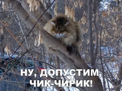 Чирик правила