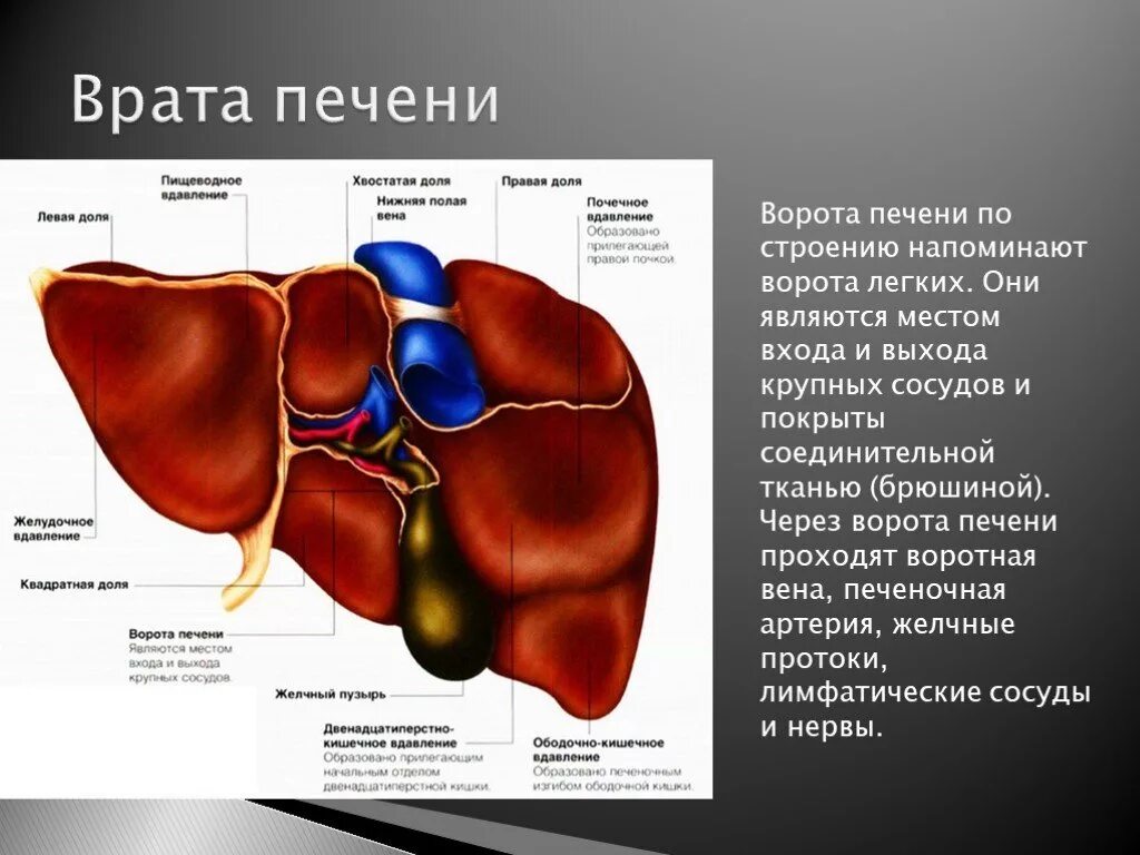 Печень какой формы. Анатомические образования в воротах печени. Топографическая анатомия ворот печени. Анатомические образования входящие в ворота печени. Какие анатомические образования располагаются в воротах печени?.