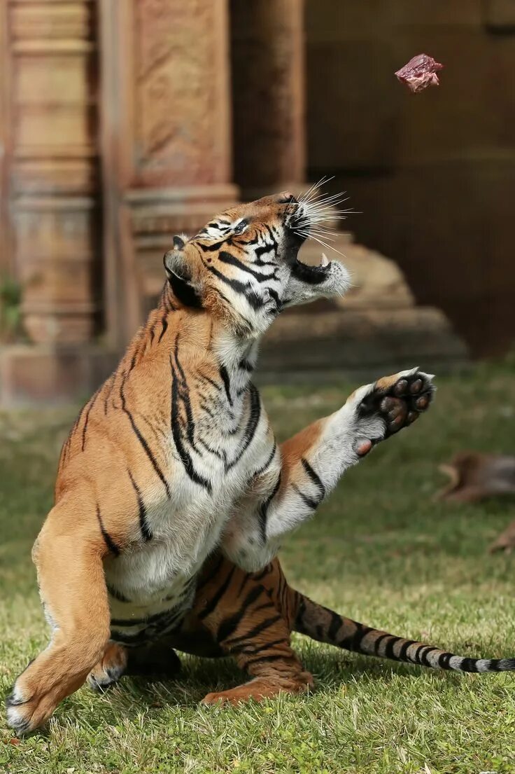 Бегущий навстречу тигр. Бенгальский тигр на охоте. Catch tiger. Catch tiger. Catch tiger.