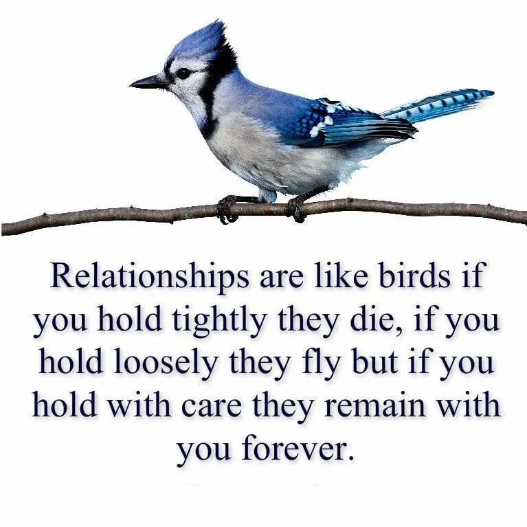 They like birds. Hold tightly. Like a Bird. Quotes about Birds. Birds be like прикол.