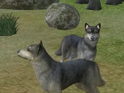 Wolf 4