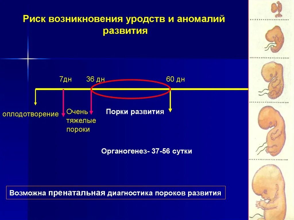 Развитие мочевыделительной системы. Пороки развития мочевыделительной системы. пороки развития мочеполовой системы презентация. аномалии развития мочевыделительной системы. атавистические пороки развития мочеполовой системы.