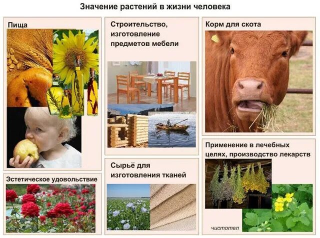 Значение растений для животных. Значение растений для животных