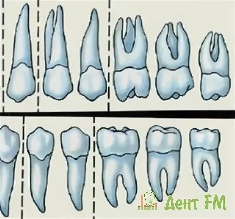 Корни жевательных зубов. Удаление зуба семерки