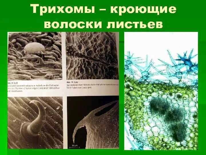 Волоски или трихомы это... Что такое Волоски или трихомы?