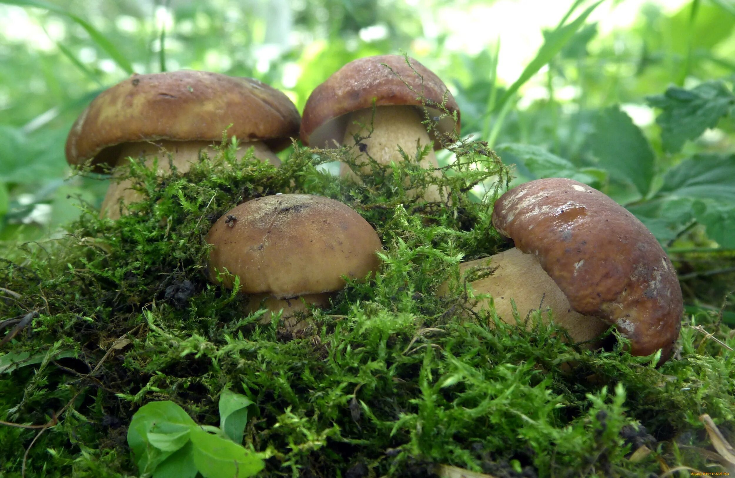 Гриб Боровик. Боровик гриб во мху. Фото грибов Боровиков. Грибы Белгородской области.