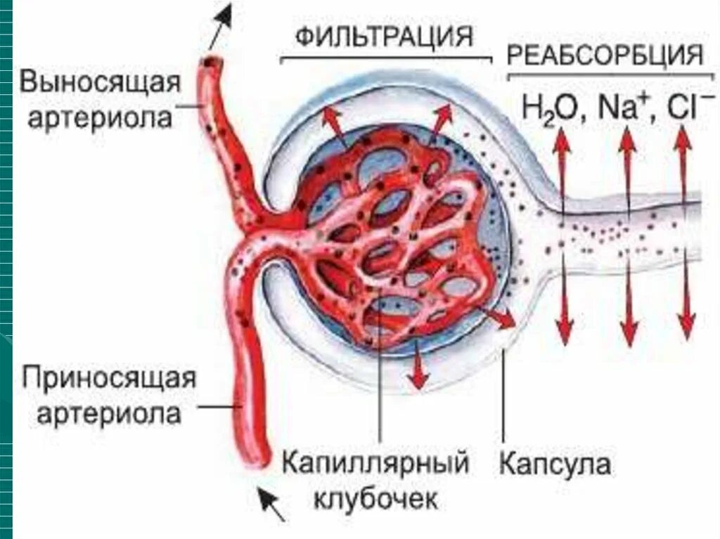 Процесс фильтрации мочи схема. Схема фильтрации мочи в почке. Фильтрация крови схема. Фильтрация крови в нефроне. Выносящая артериола почки