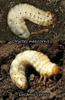 Отличие личинки майского жука