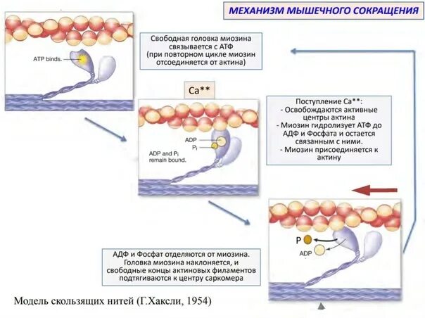 Механизм скользящих нитей физиология. Схема механизма скользящих нити при мышечном сокращении. Актин и миозин механизм мышечного сокращения. Модель скользящих нитей. Сокращение актина и миозина