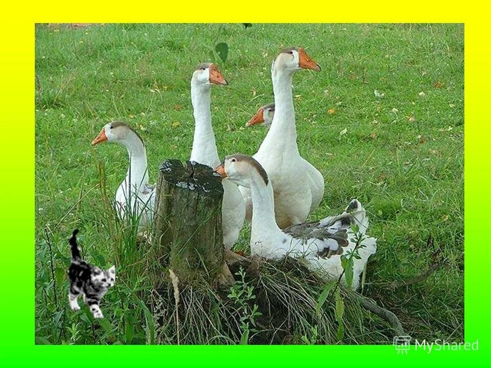 Линдовская (горьковская) гуси. 11 гусь. 11 гусь. Лапландский карликовый гусь. Гусь керамика.