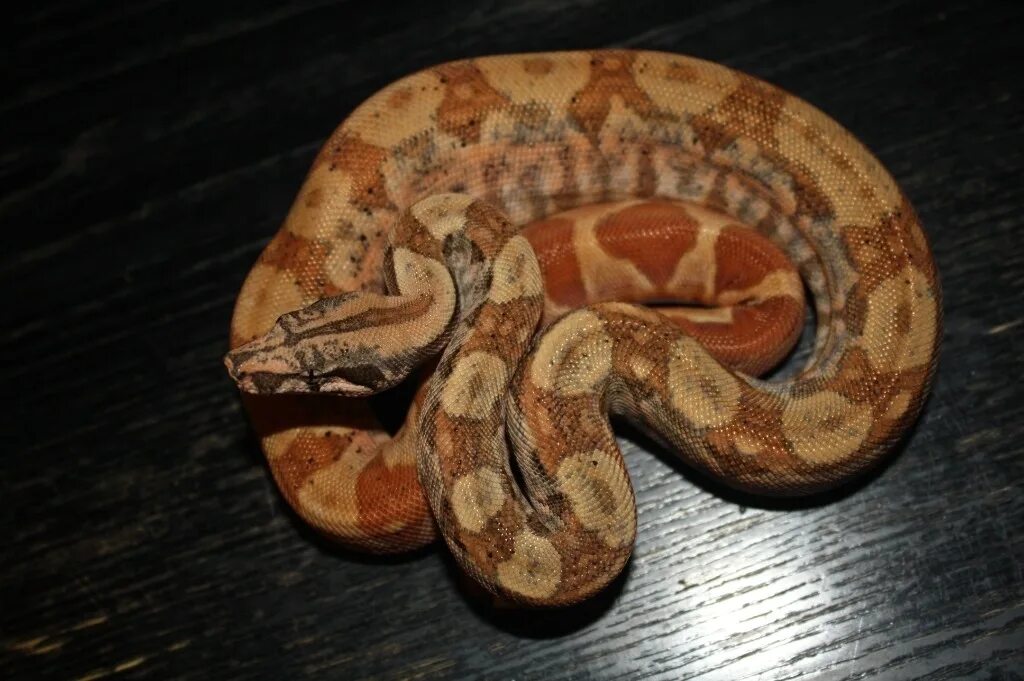 Boa Constrictor Imperator Hypo. Удав Hypo. Императорский удав Hypo Jangle. Salmon Hypo удав.