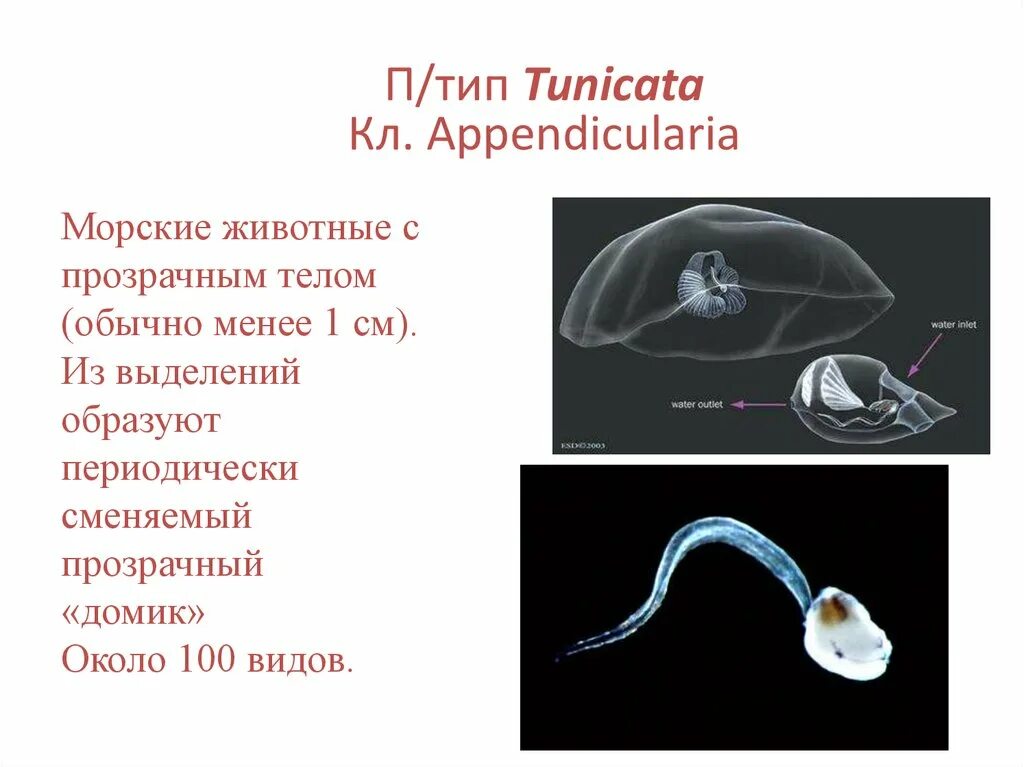 Аппендикулярии. Аппендикулярия Oikopleura dioica. Внутреннее строение аппендикулярии. Аппендикулярии характеристика. Аппендикулярии Хордовые.