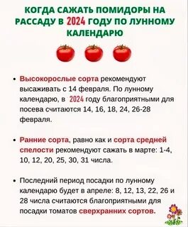 2024 помидоры на рассаду рб