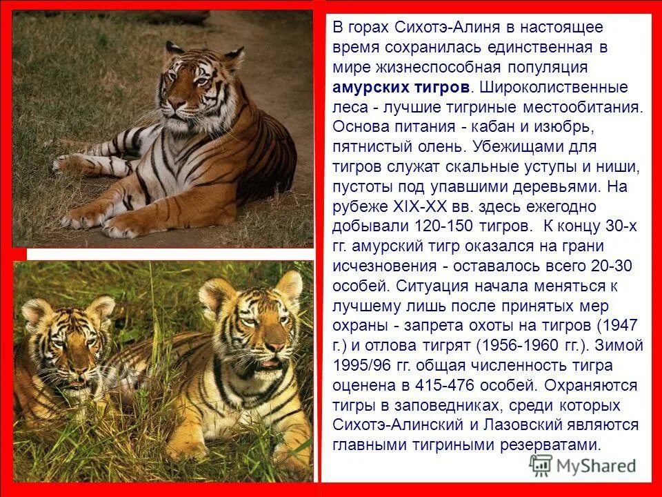 амурские чем питается. факты про амурского тигра. чем питается амурский тигр из красной книги. чем питается амурский тигр из красной книги. амурский тигр красная книга россии краткое описание.