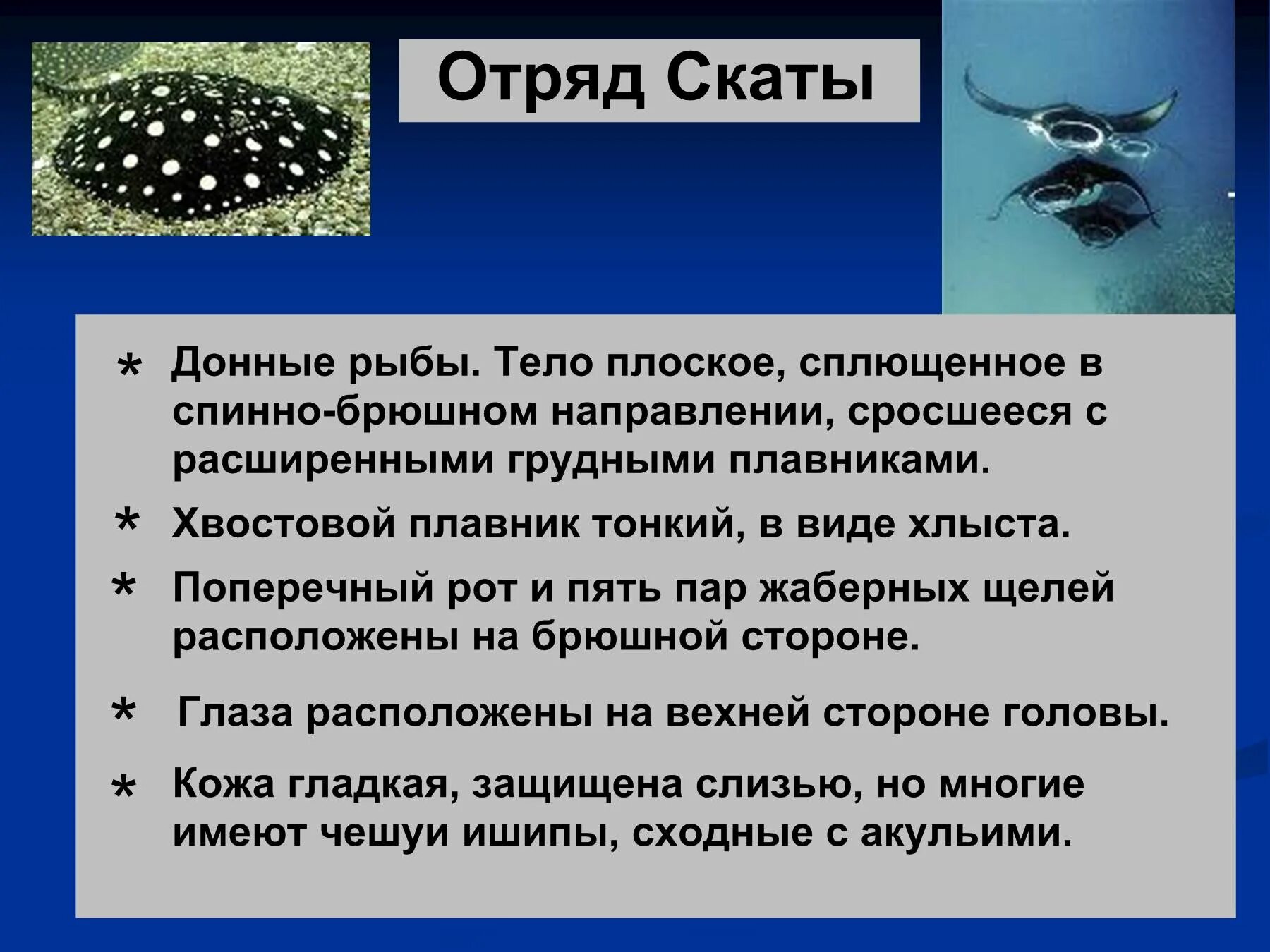 Отряд скаты общая характеристика. Хрящевые рыбы презентация. Презентация на тему хрящевые рыбы. Особенности отряда скаты. Скаты класс рыб