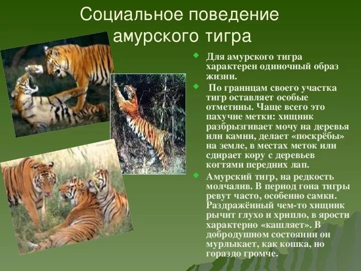Центр амурский тигр где находится. Абиотические факторы для амурского тигра. амурский тигр биология.
