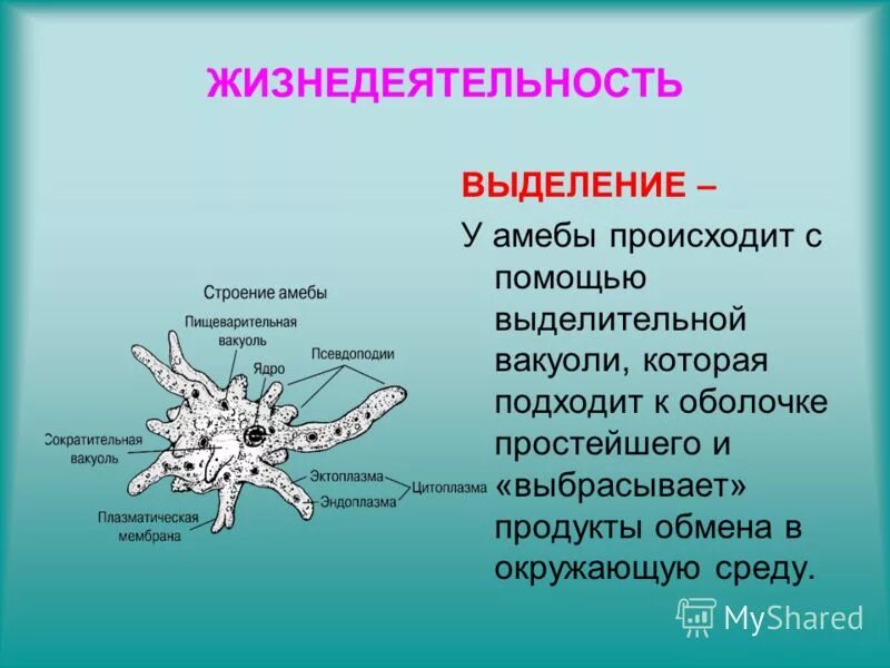 Амеба обыкновенная передвигается с помощью тест ответы. Амеба обыкновенная дыхательная система. дыхание амебы обыкновенной. тип амебы протей. выделение амебы обыкновенной.