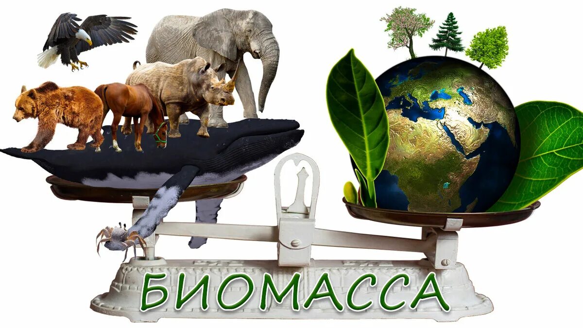 В биосфере биомасса животных во много раз. Биомасса земли. биомасса биосферы. биомасса живых организмов. биомасса растений и животных.