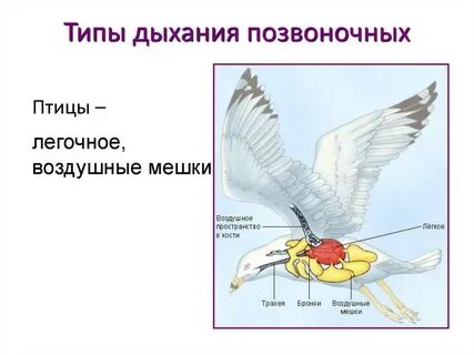Дыхание различных животных