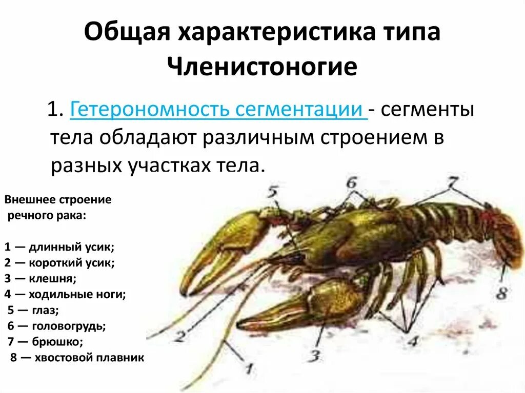 Усики ракообразных паукообразных