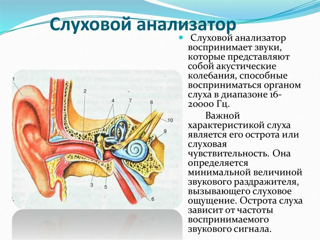 Строение строение слухового анализатора. Строение слухового анализатора среднее ухо. Строение слухового анализатора анатомия. Строение слухового анализатора человека анатомия. Внутреннее ухо орган слуха состоит