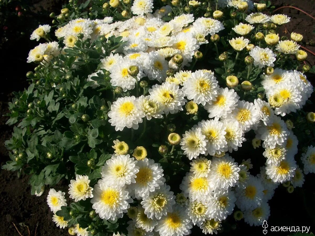 Хризантема мультифлора арктис. Хризантема эльф. Хризантема мультифлора эльф вайт. Хризантема мультифлора эльф. Хризантема мультифлора эльф.