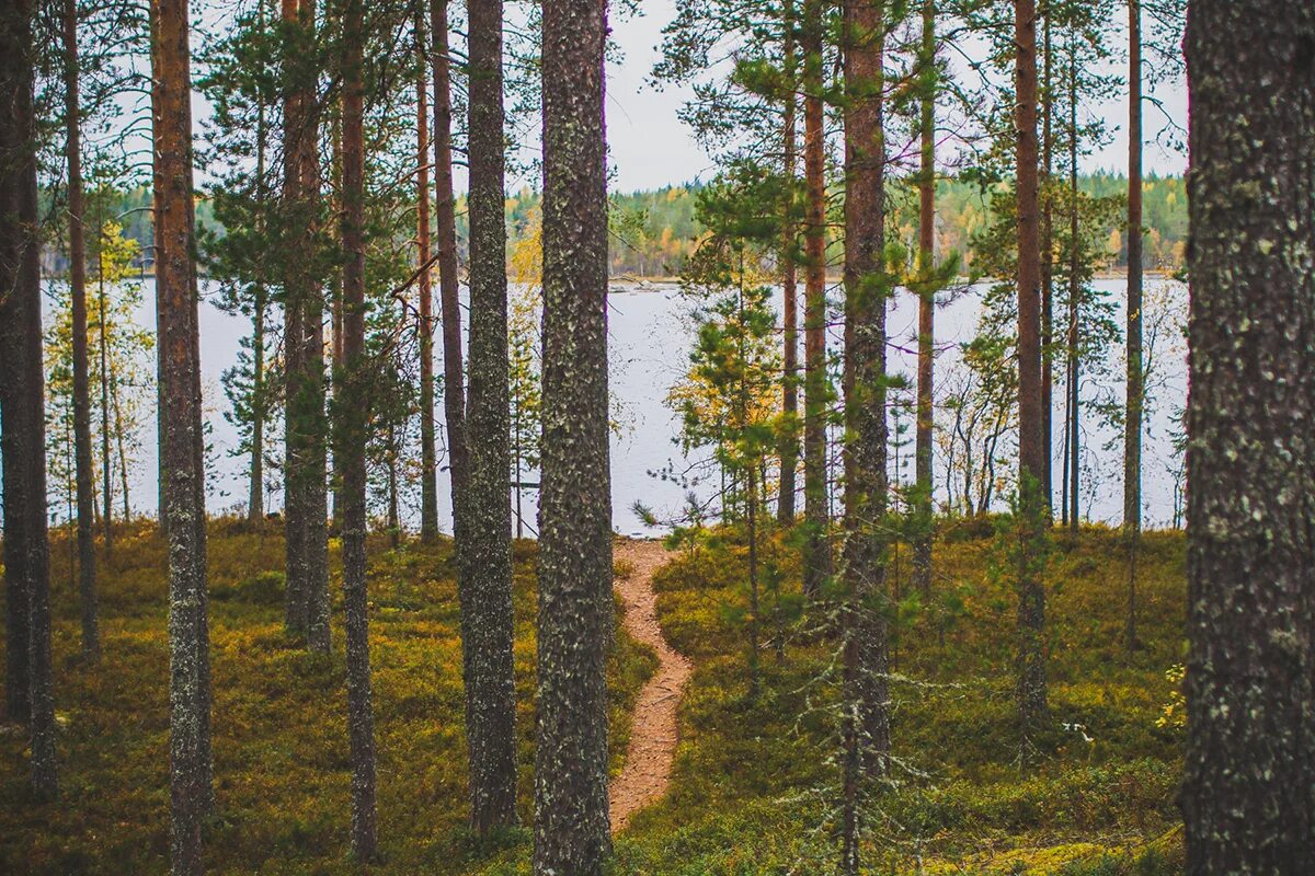 Можно леса карелии. Сосновый лес Карелия. Хвойный лес Карелии. Сопохский Бор Карелия. Сопохский Бор Кивач.