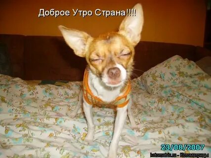 Шо сегодня