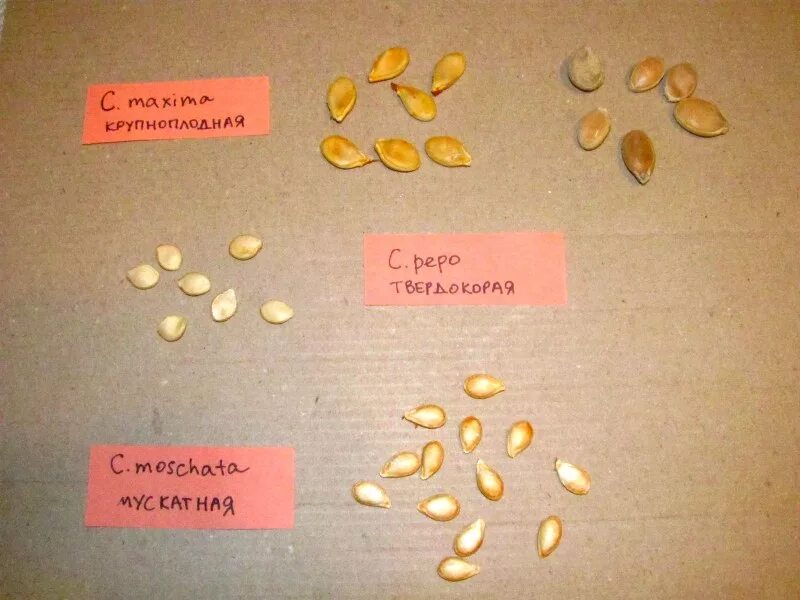 Семена тыквы и семена кабачка. Семена кабачка и тыквы разница. Семена похожие на тыквенные. Как выглядят семена тыквы. Семена семена кабачков семена огурцов