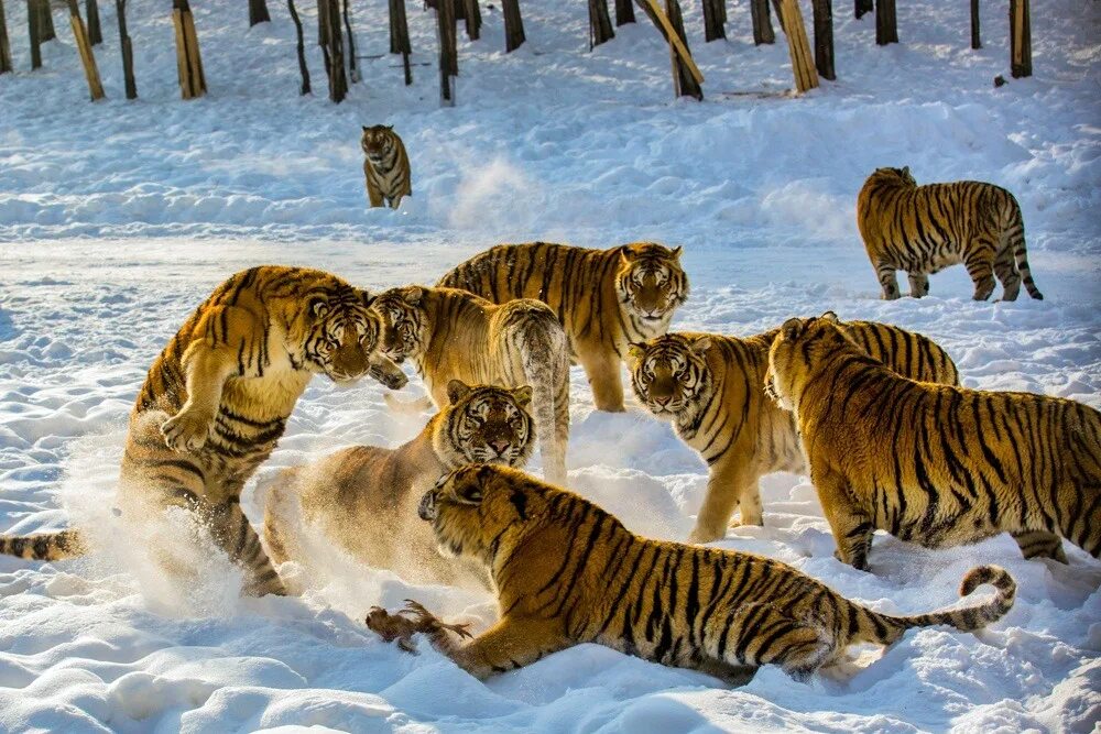 Сколько особей животных