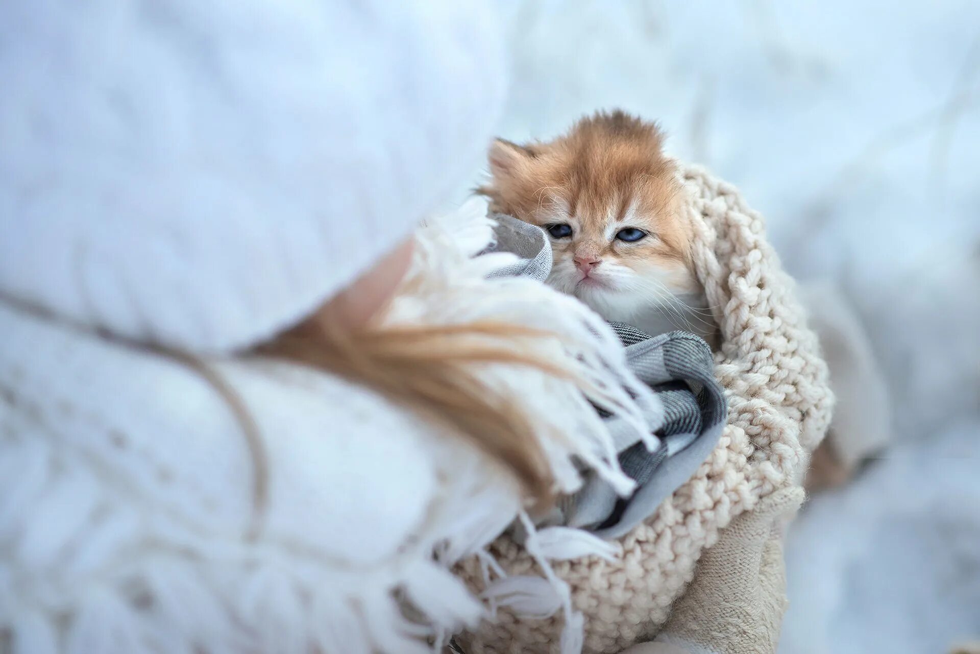 Кот в одеяле. Котенок в одеяле. кот в пледе. котенок в пледе. рыжий кот в одеяле.