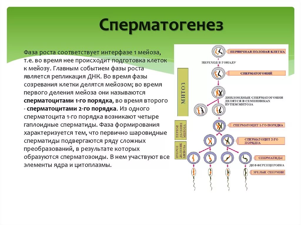 В гаметогенезе мейоз соответствует
