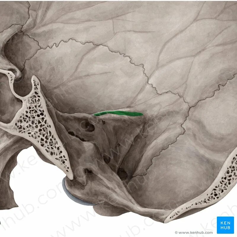 Sulcus sinus petrosi inferioris