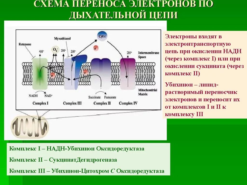 Перемещается углекислый газ из митохондрий в атмосферу. Дыхательная цепь переноса электронов расположена. Дыхательная цепь переноса электронов биохимия. Дыхательная цепь ферментов- цепь переноса электронов. Дыхательная цепь переноса электронов этапы.