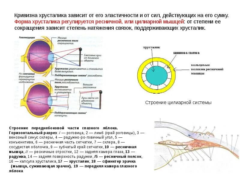 Мышца хрусталика цилиарная мышца. Иннервация хрусталика. хрусталик глаза и фоторецепторы. иннервация цилиарной мышцы глаза. иннервация сетчатки глаза.