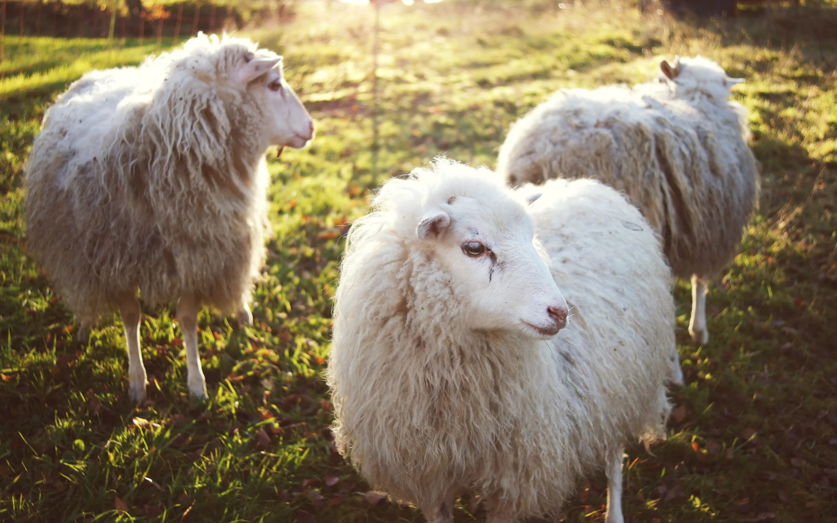 Овцы меринос. Долли (овца). Бараны меринос белые. Пушистая Овечка. Шерсть овцы.
